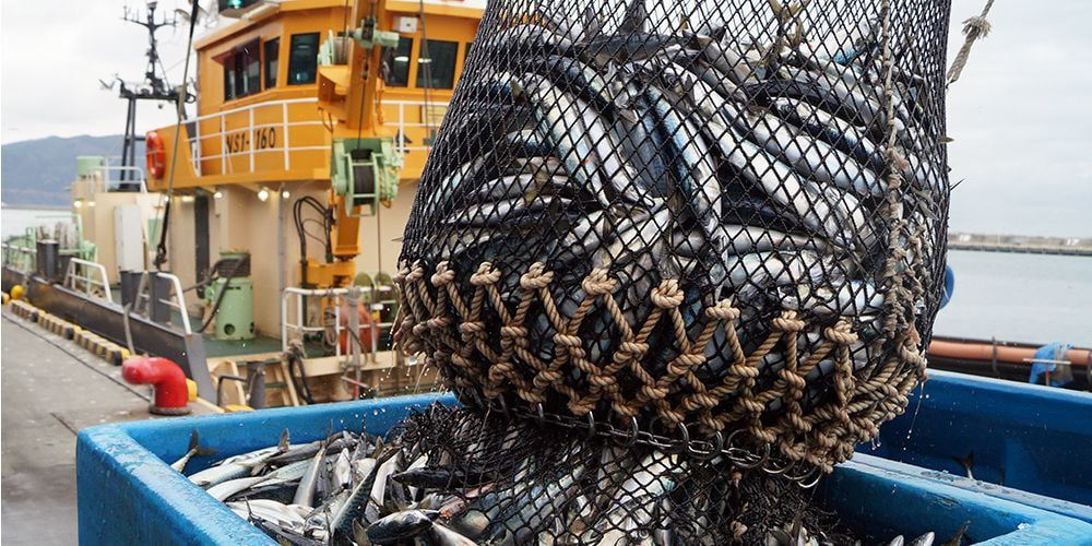 石巻漁港で獲れる極上素材